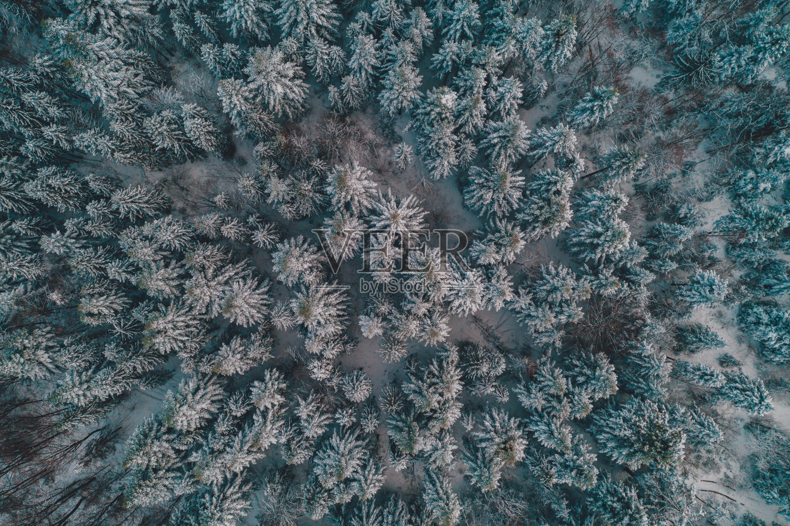 鸟瞰图冬季森林，树木覆盖着雪。照片摄影图片