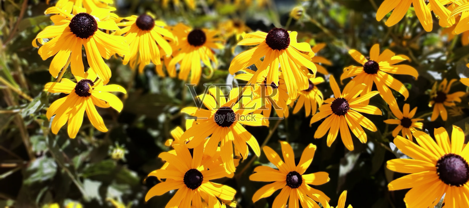赤蕊花的黄色花，称为橙花或黑花苏珊。照片摄影图片