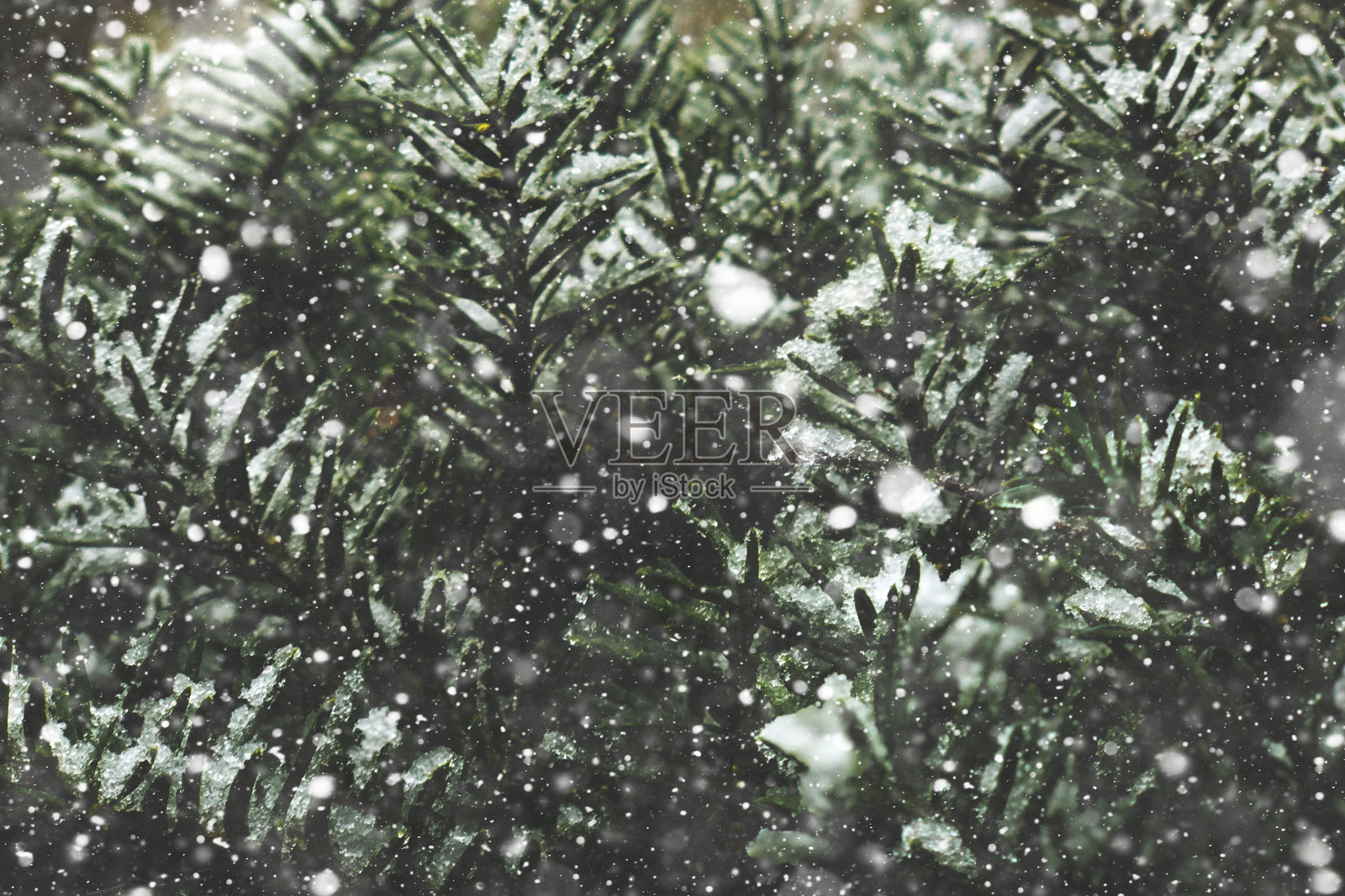 美丽的白色飘落的雪寒冷的冬天圣诞节雪花纹理常绿的松树树枝背景与复制空间照片摄影图片