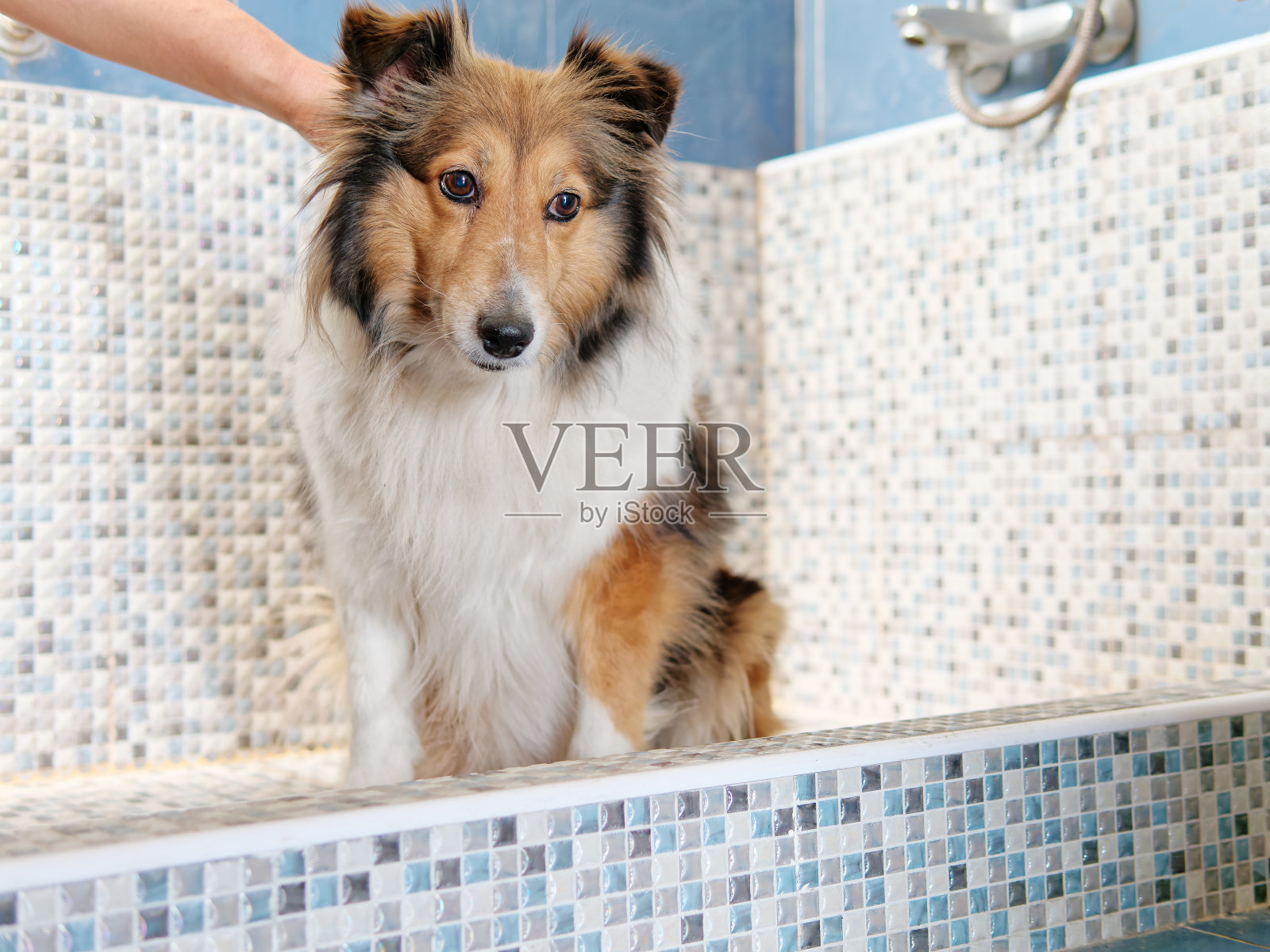 可爱的老设得兰牧羊犬在浴室里等着洗澡。照片摄影图片