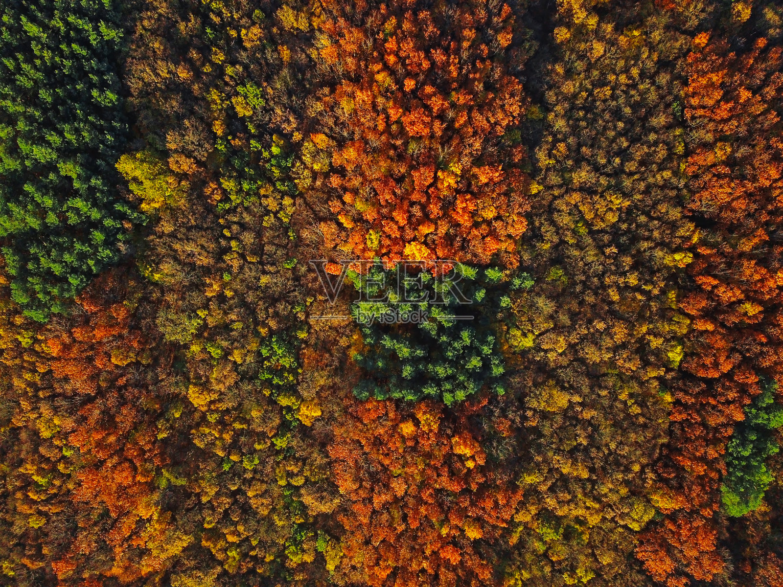 头顶上色彩斑斓的混合秋季森林空中背景，直接从上面制作而成照片摄影图片