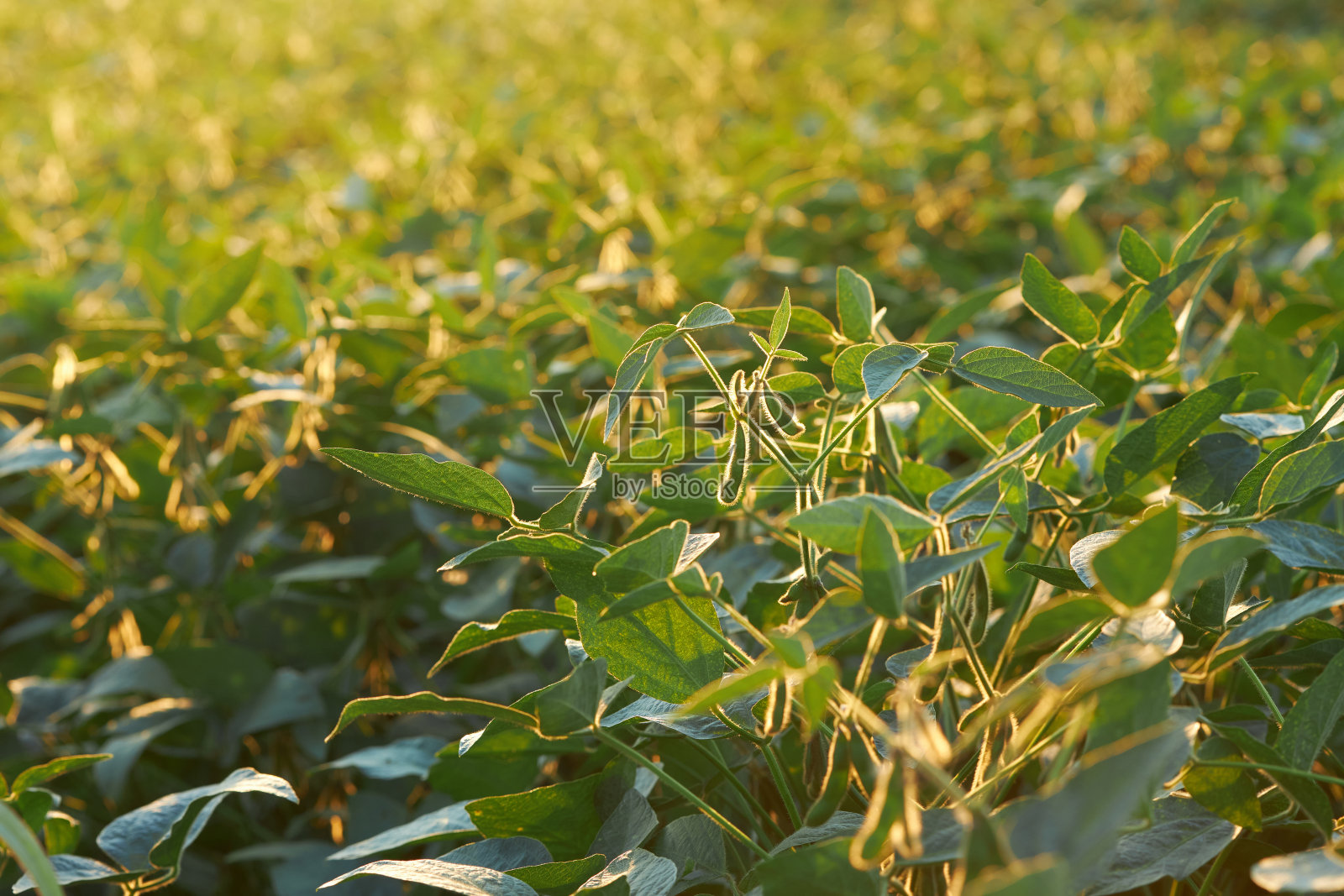 大豆豆荚生长在农田里照片摄影图片