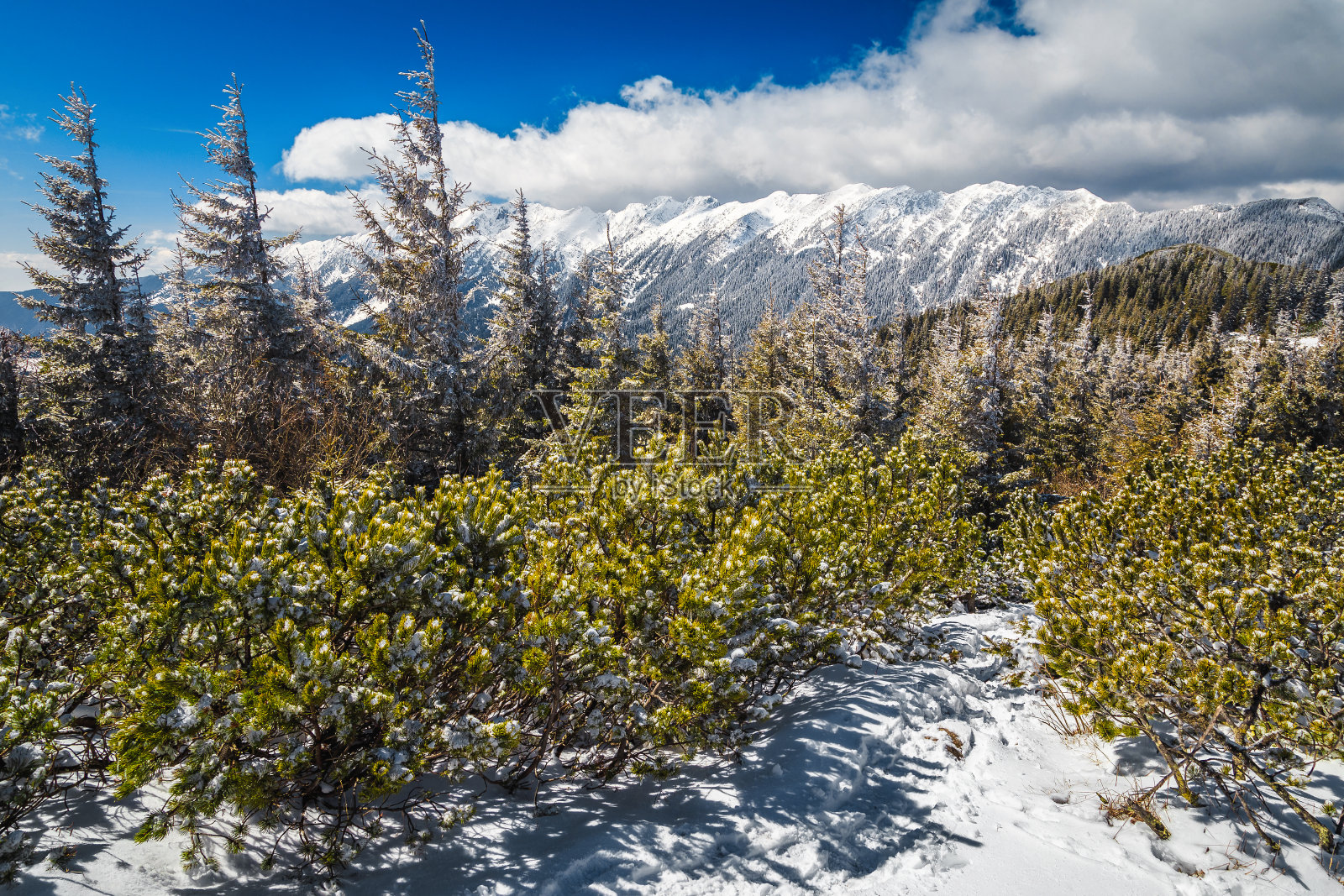 冰封的冬日景色与白雪覆盖的灌木丛和树木，圣诞的感觉照片摄影图片