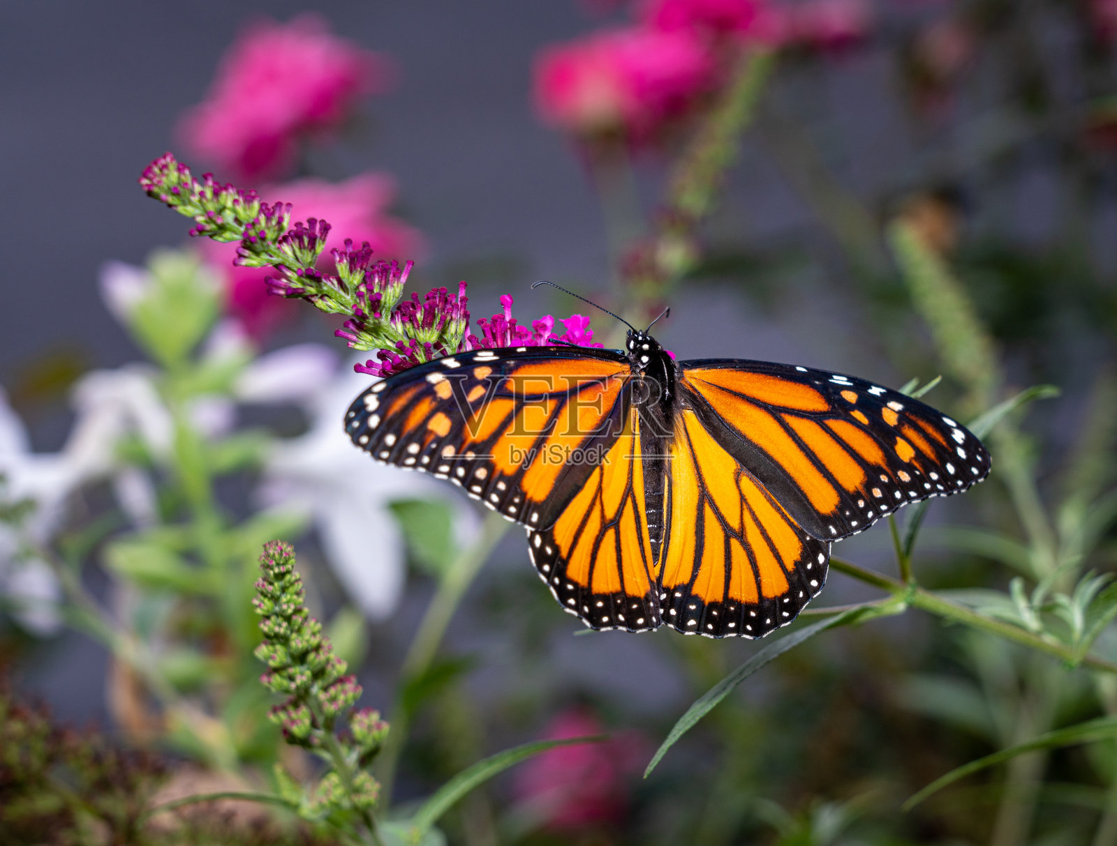 美丽的黑脉金斑蝶在花园里进食照片摄影图片