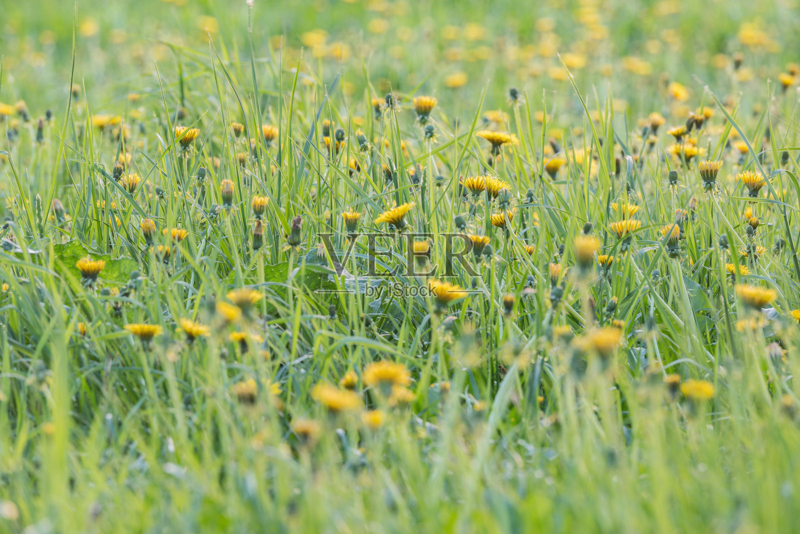 白天草地上盛开着蒲公英的花朵。照片摄影图片