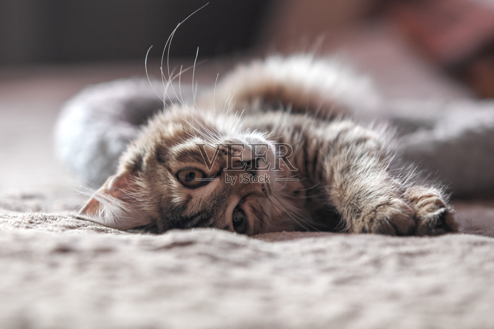 躺着的小猫照片摄影图片