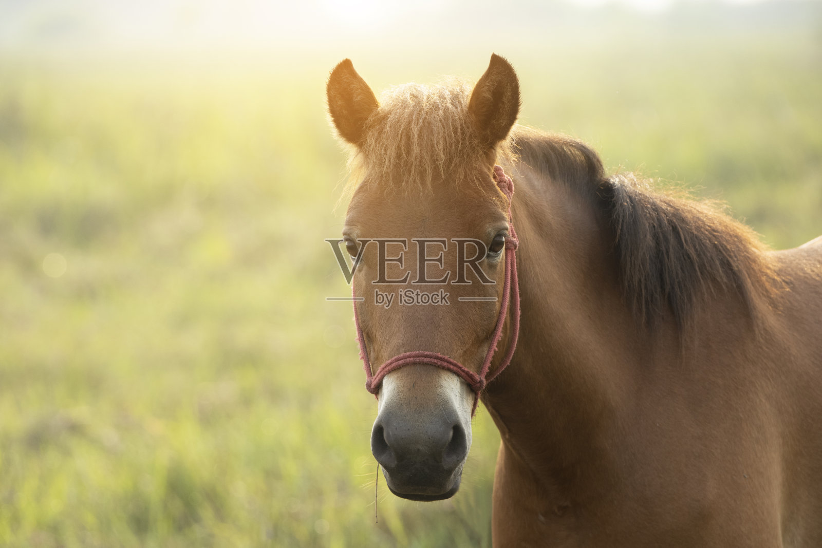 阳光下的棕色马的肖像照片摄影图片
