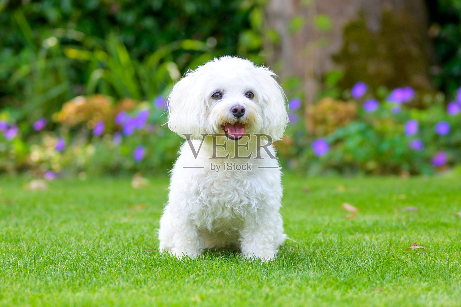可爱的白色哈瓦那小狗在郁郁葱葱的绿色花园照片摄影图片
