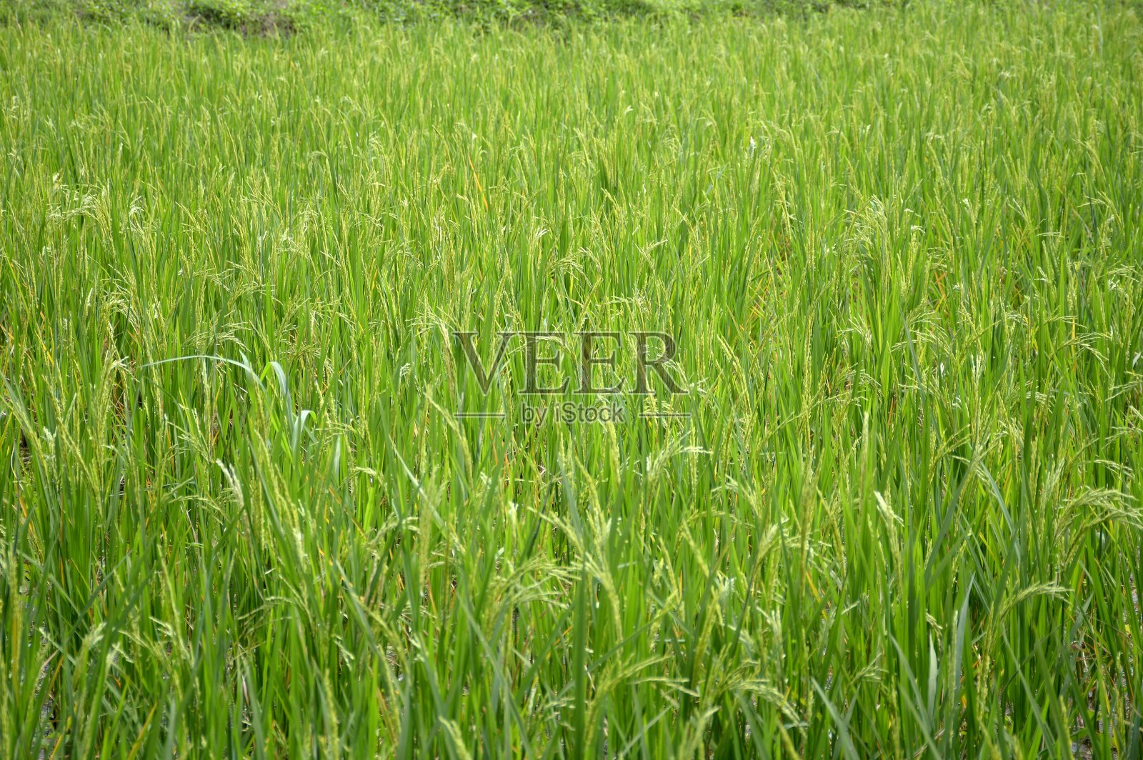 泰国的稻田照片摄影图片