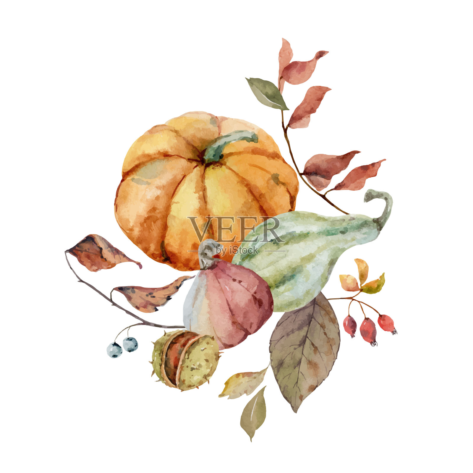 感恩节的水彩向量花束，用五颜六色的南瓜布置的问候，秋天的树枝和树叶孤立在白色上
背景。插画图片素材