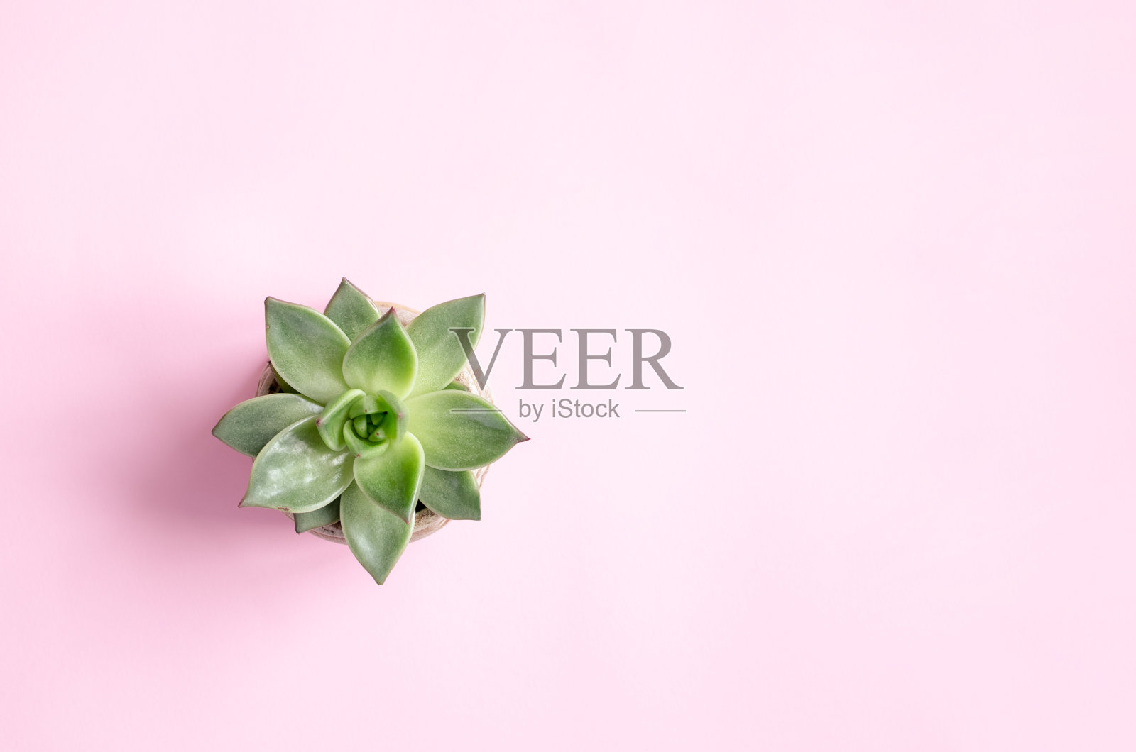 粉彩绿色莲座状开花植物，肉质照片摄影图片