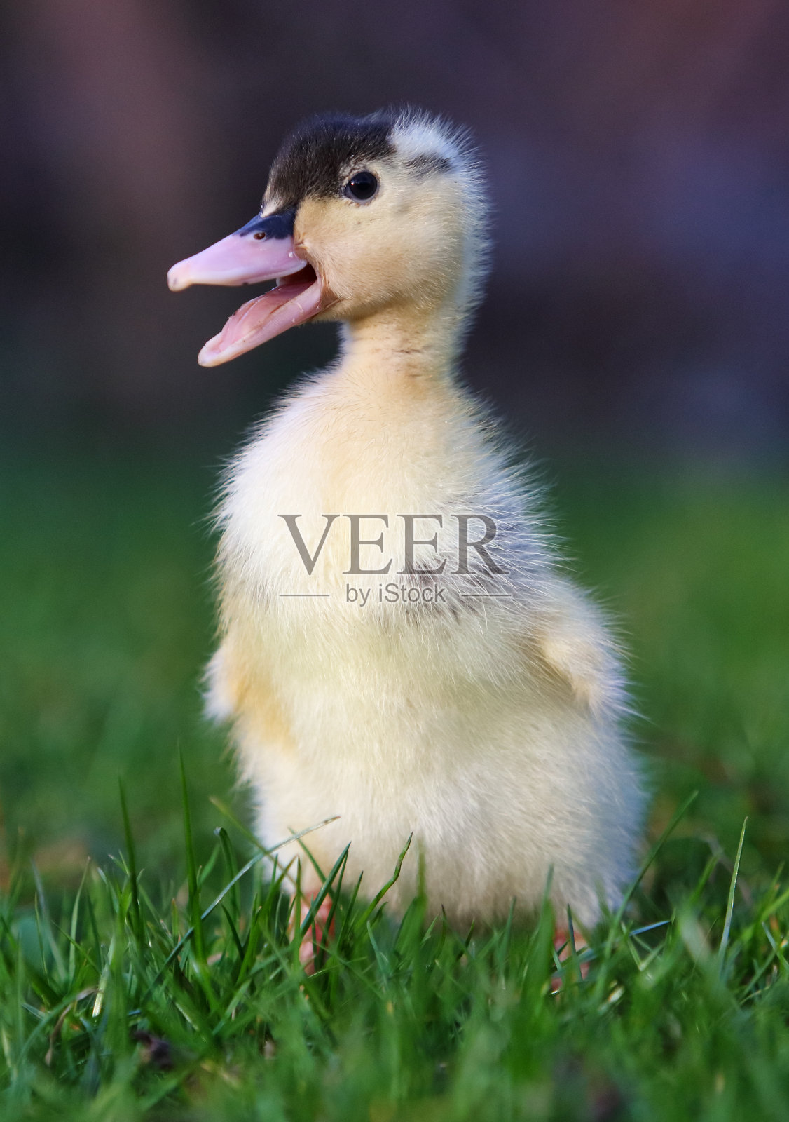 可爱的毛茸茸的小鸭子在户外。黄色的小鸭子鸟在春天的绿草地上发现了生命。有机农业，动物权利照片摄影图片