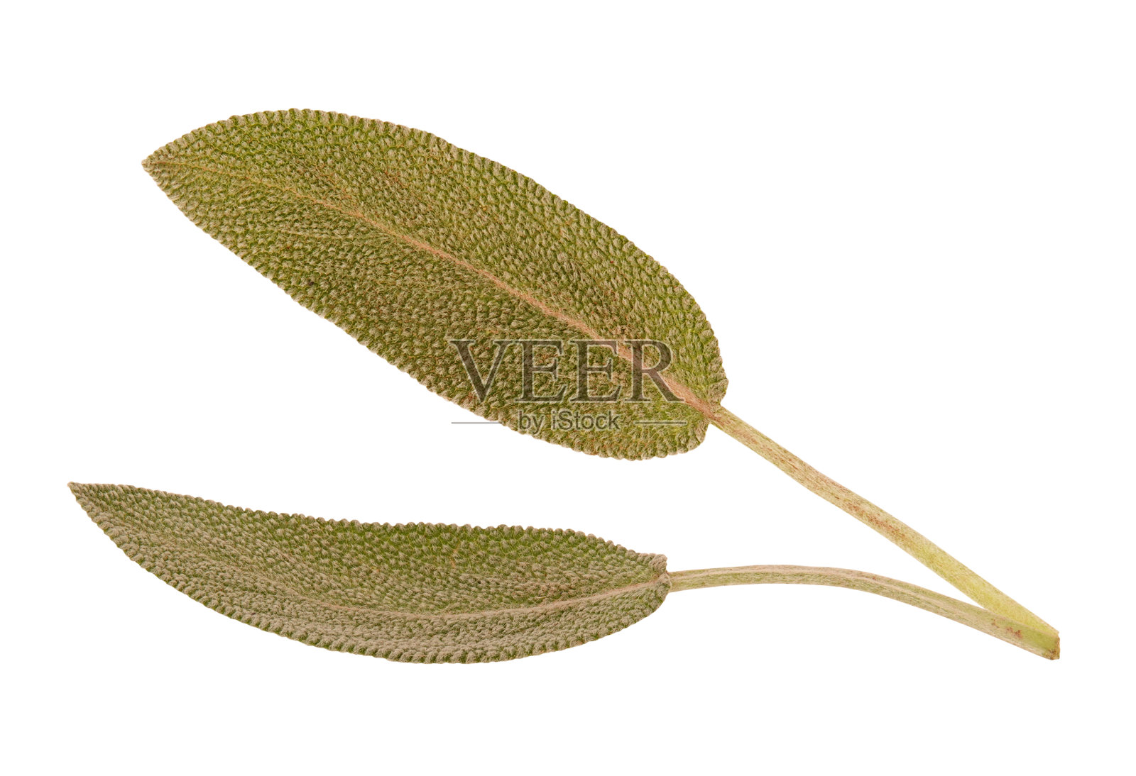 普通鼠尾草叶孤立在白色背景上。天然鼠尾草植物概念。微距特写摄影照片摄影图片