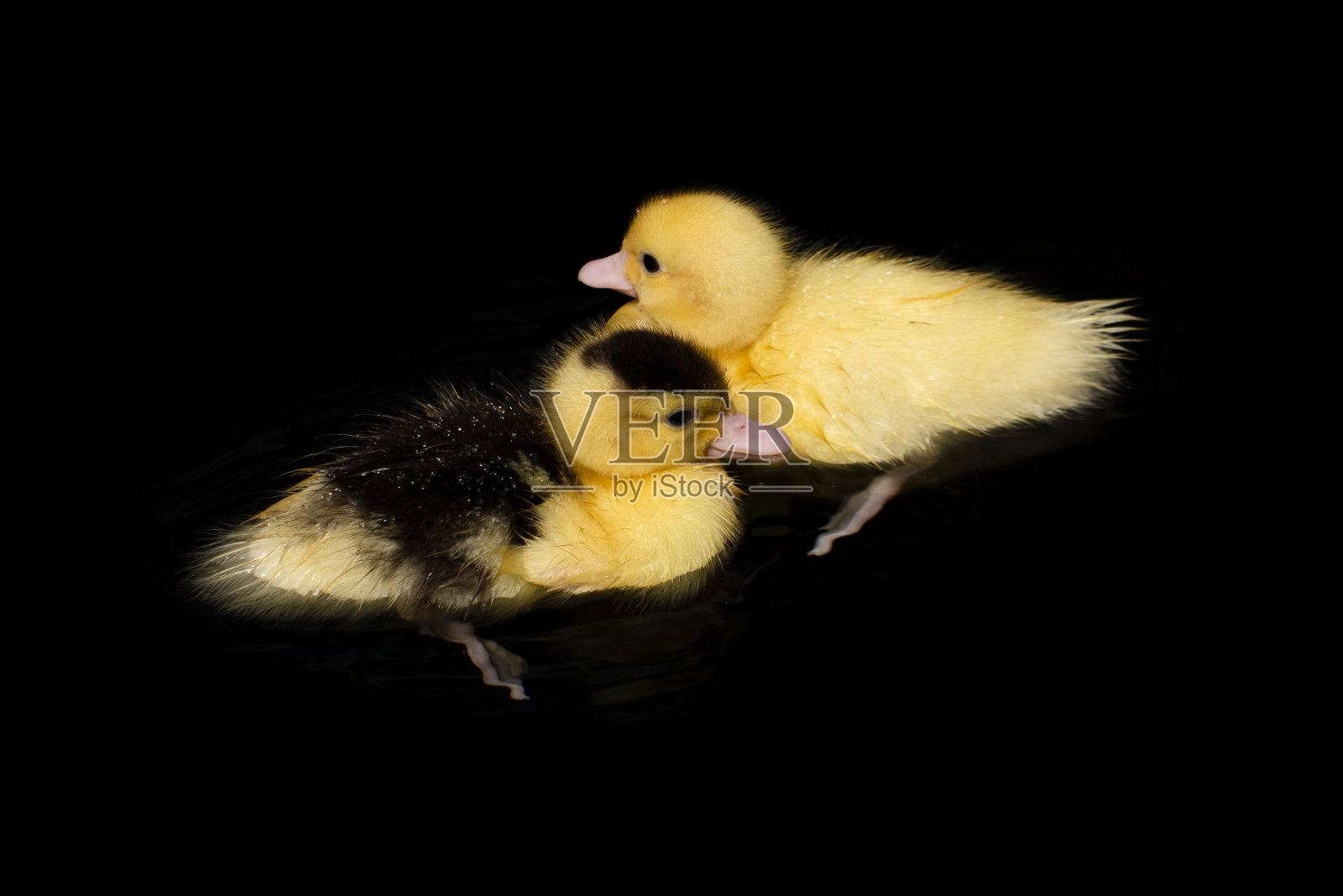 可爱的小黄鸭在游泳照片摄影图片
