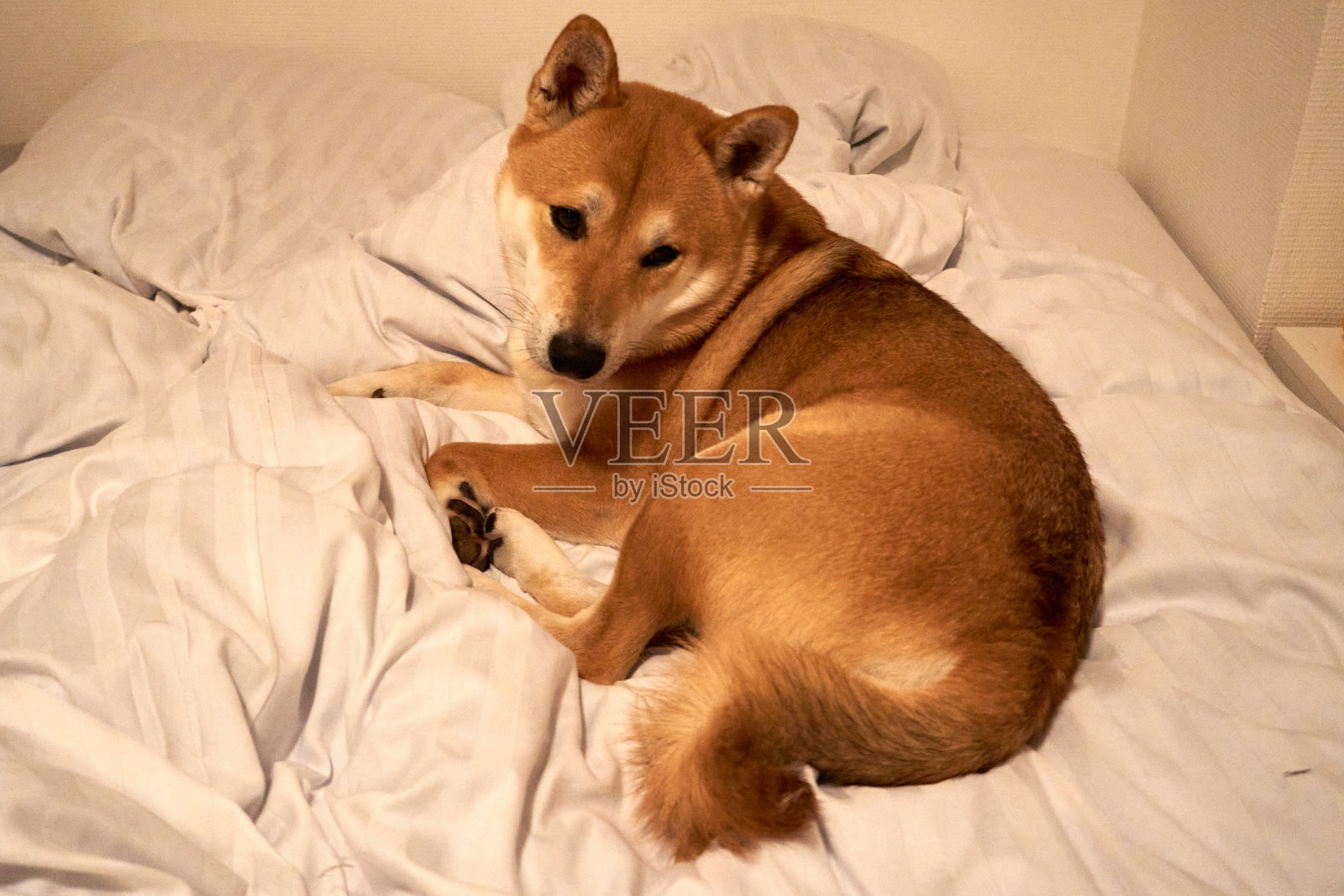 芝麻柴犬躺在床上照片摄影图片