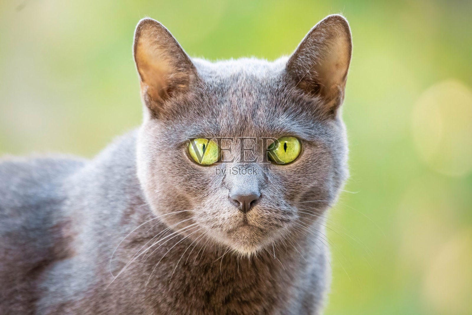 可爱的俄罗斯蓝种猫在阳台上的户外肖像照片摄影图片