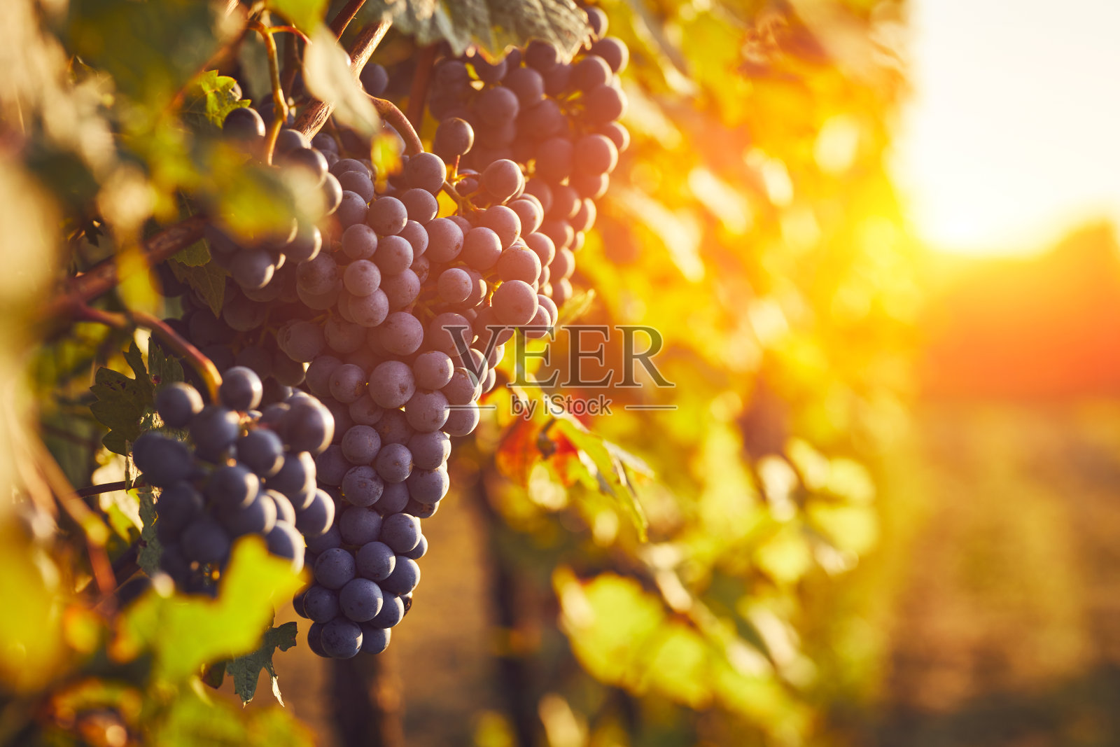 日落时分，葡萄园里的蓝色葡萄，色调斑斓照片摄影图片