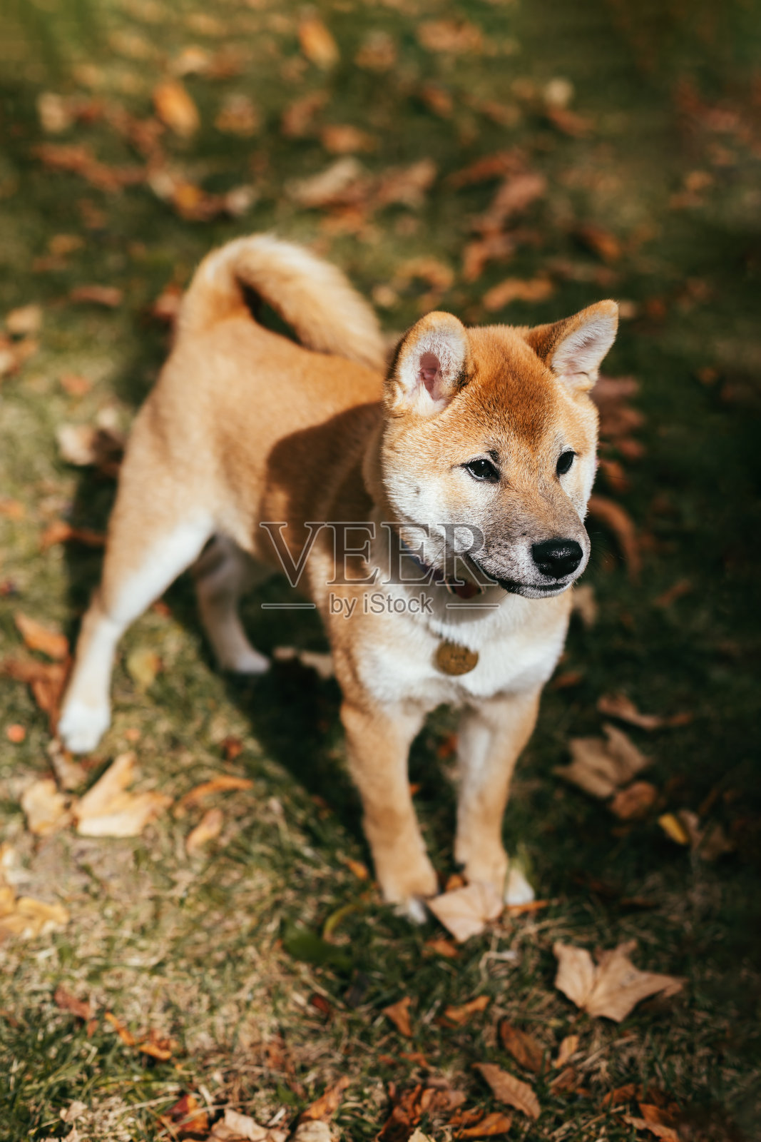 快乐的小狗柴犬在秋天的公园里散步。照片摄影图片
