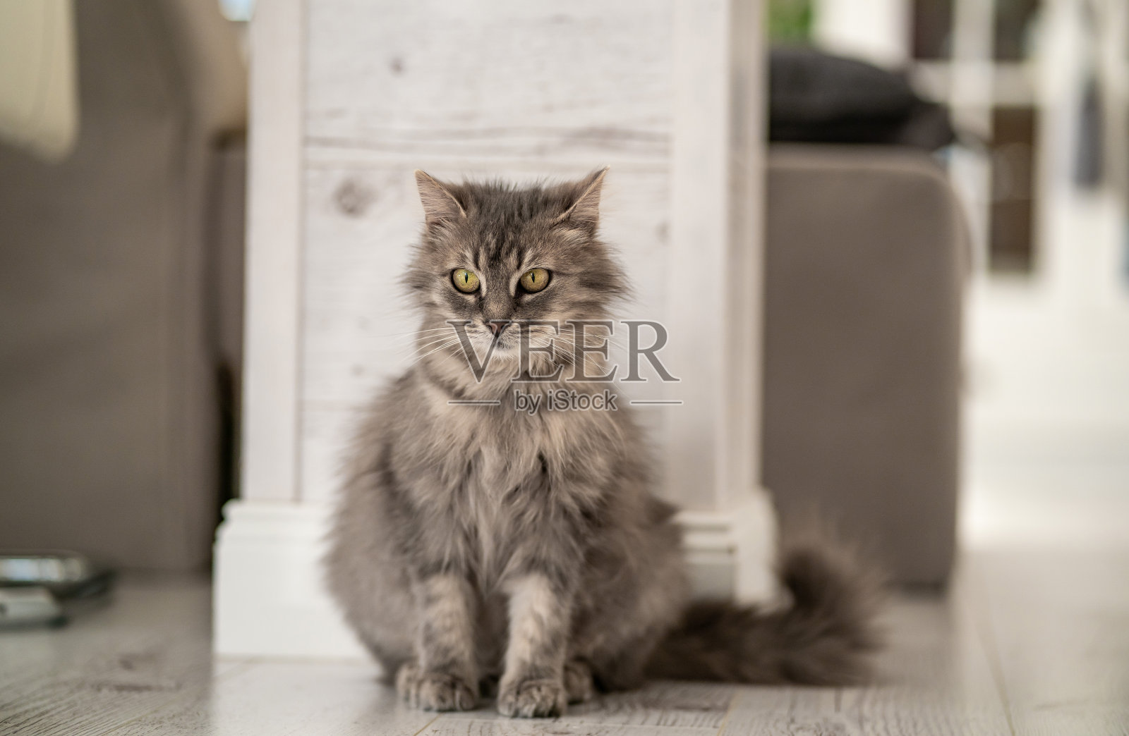 灰色的猫坐在舒适的客厅的地板上。在家遛宠物。照片摄影图片