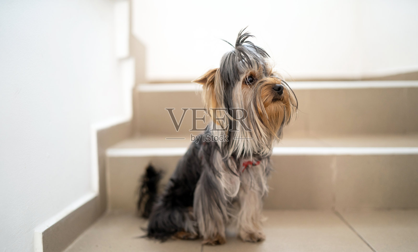 可爱的约克郡犬站在房子的楼梯上。照片摄影图片