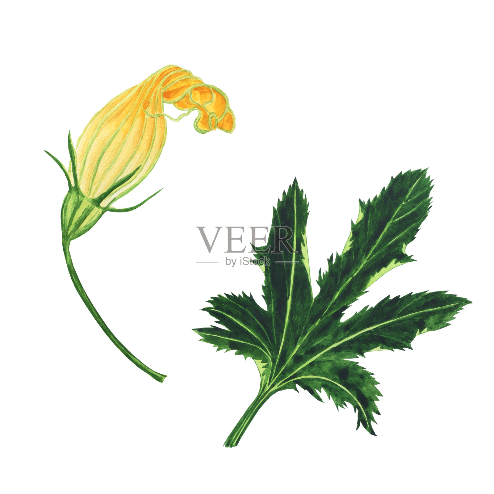 黄花和绿色的西葫芦叶分离在白色的背景。水彩手绘插图。完美的印刷或食品设计。设计元素图片