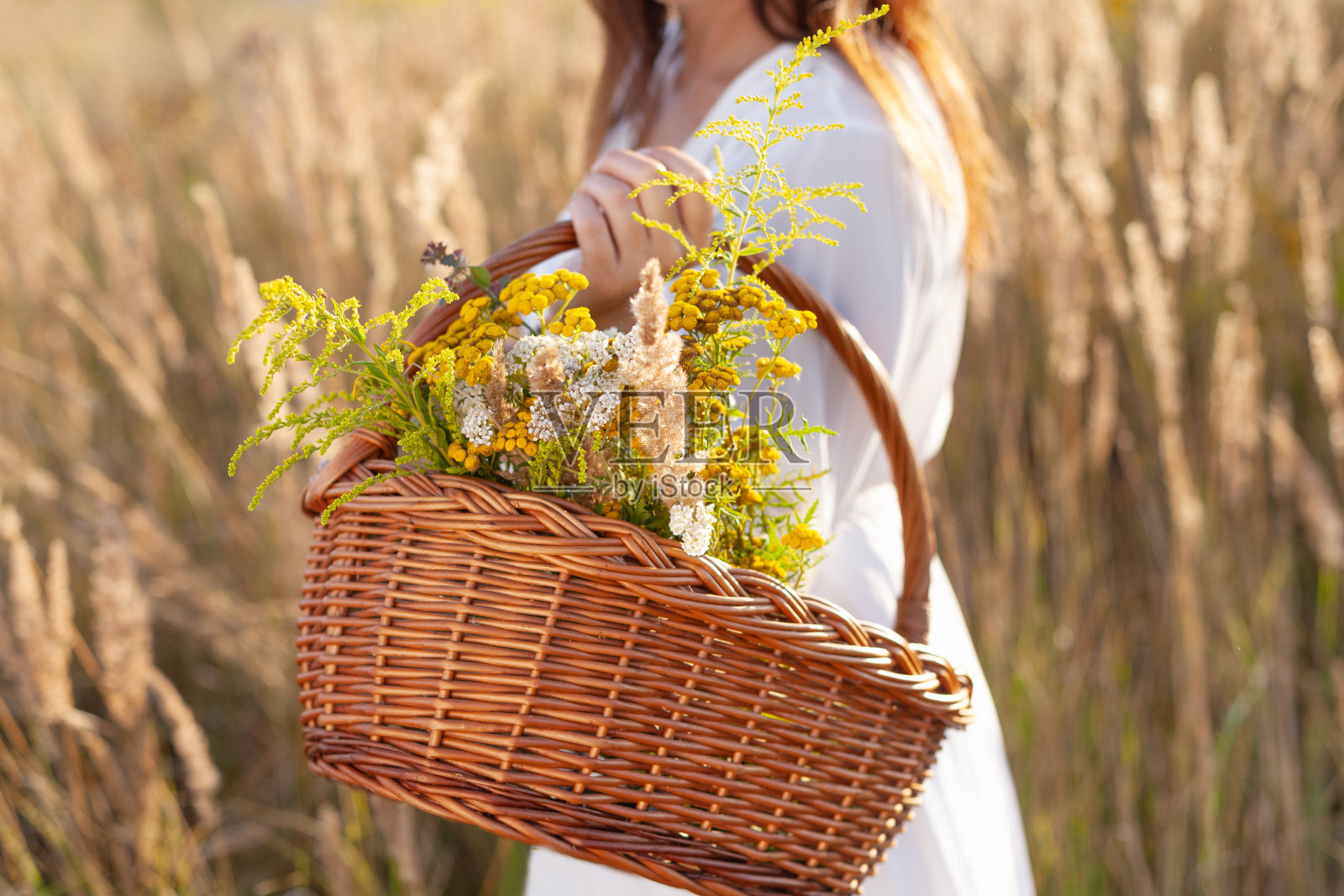 一个拿着柳条篮子的女人在大自然中收集草药。照片摄影图片