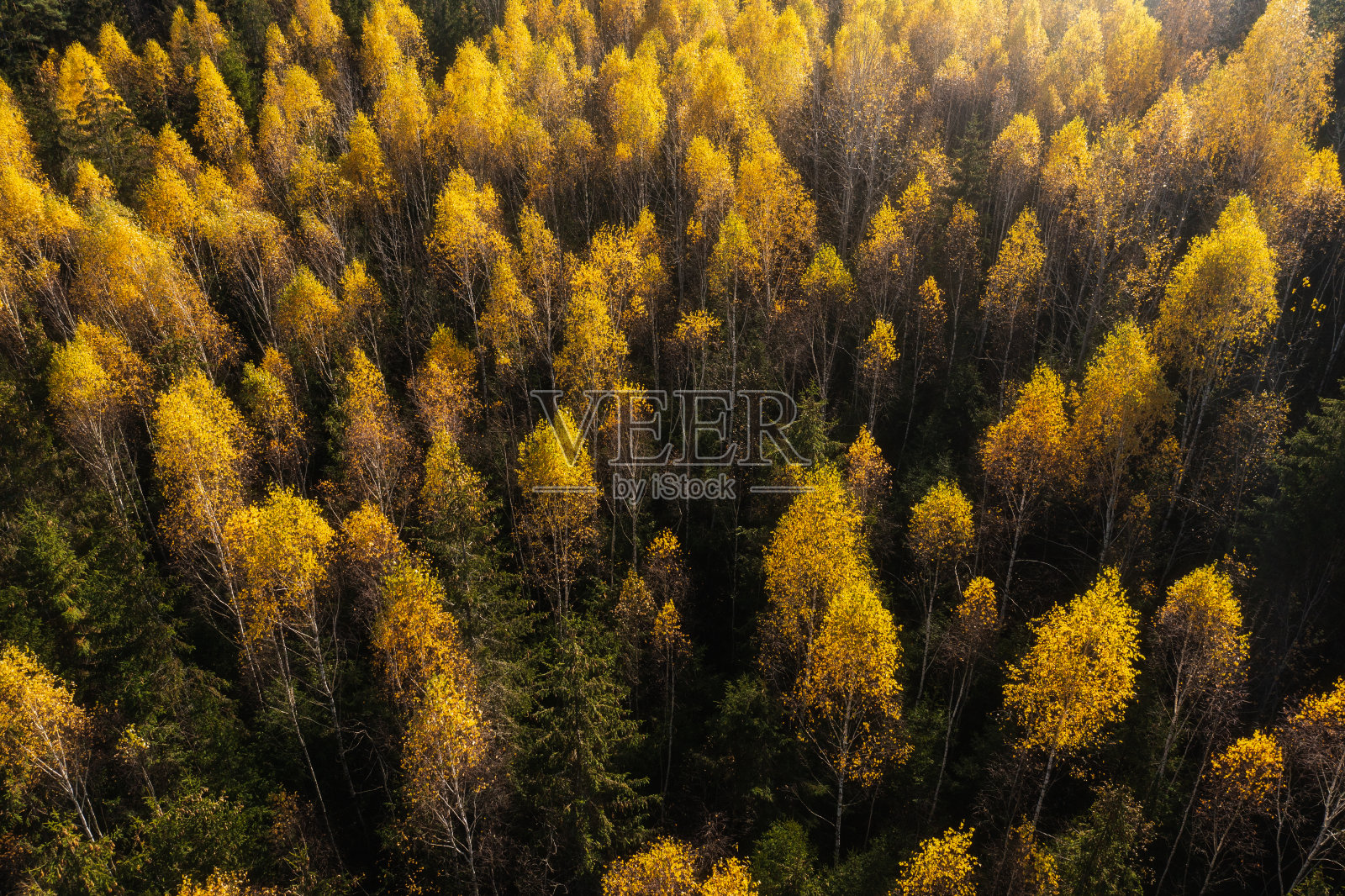 秋天的森林模式照片摄影图片