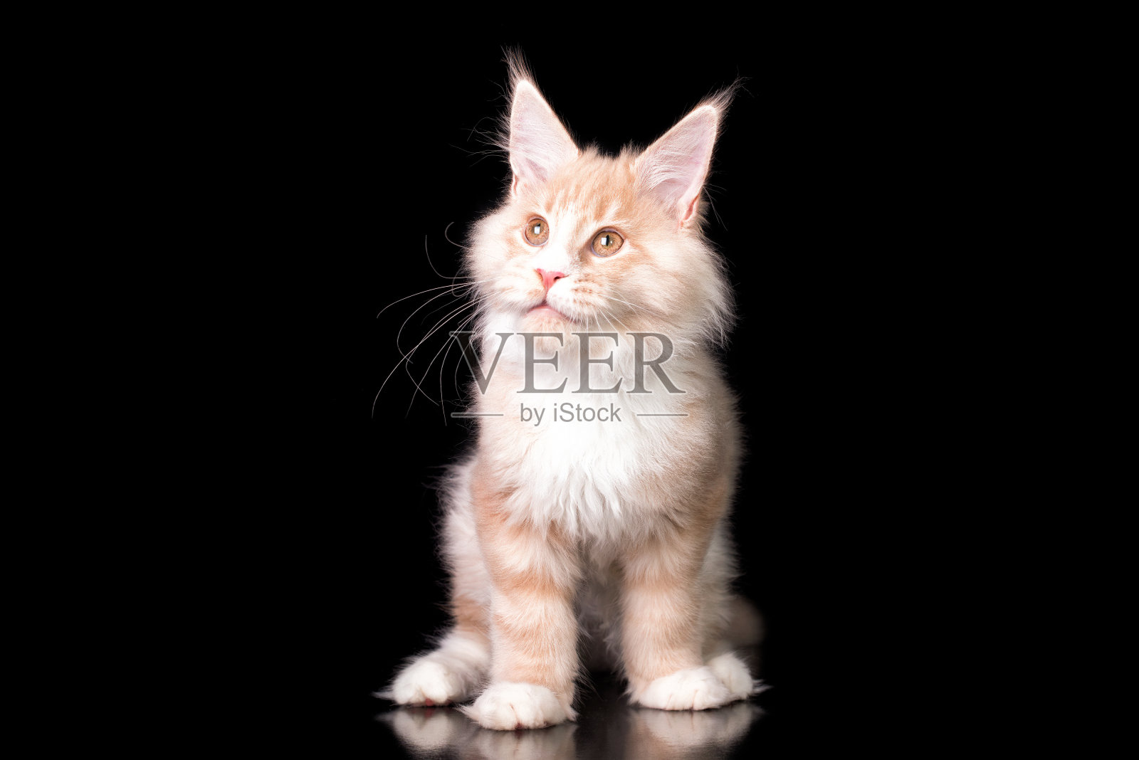 一只红缅因猫。照片摄影图片