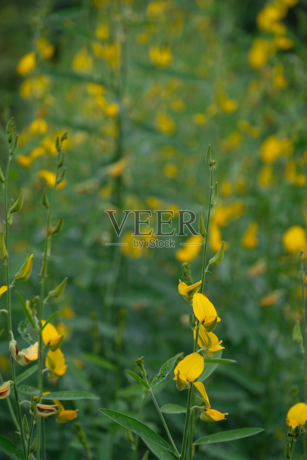 近距离拍摄花园中新鲜的黄色向日葵花照片摄影图片
