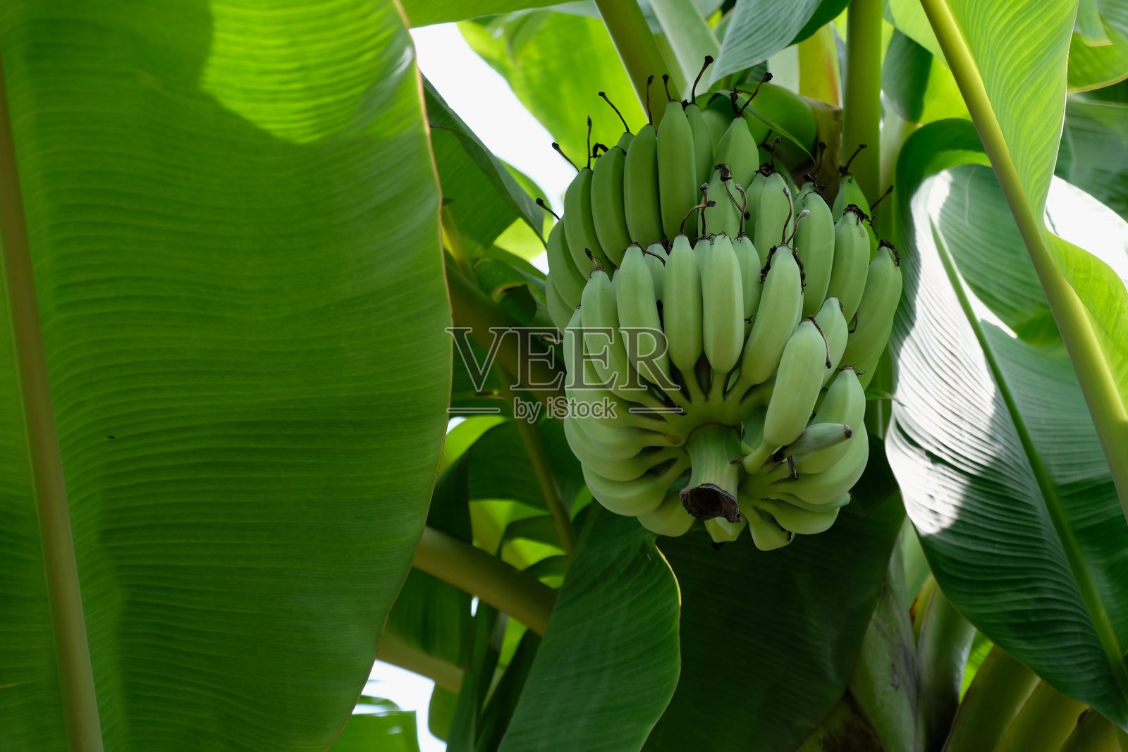 香蕉树上生的香蕉果实照片摄影图片