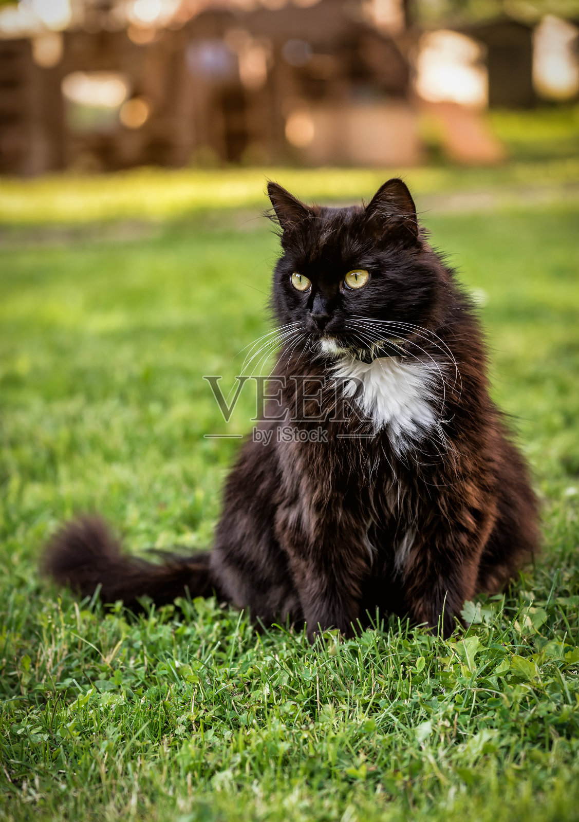 可爱的黑猫肖像照片摄影图片