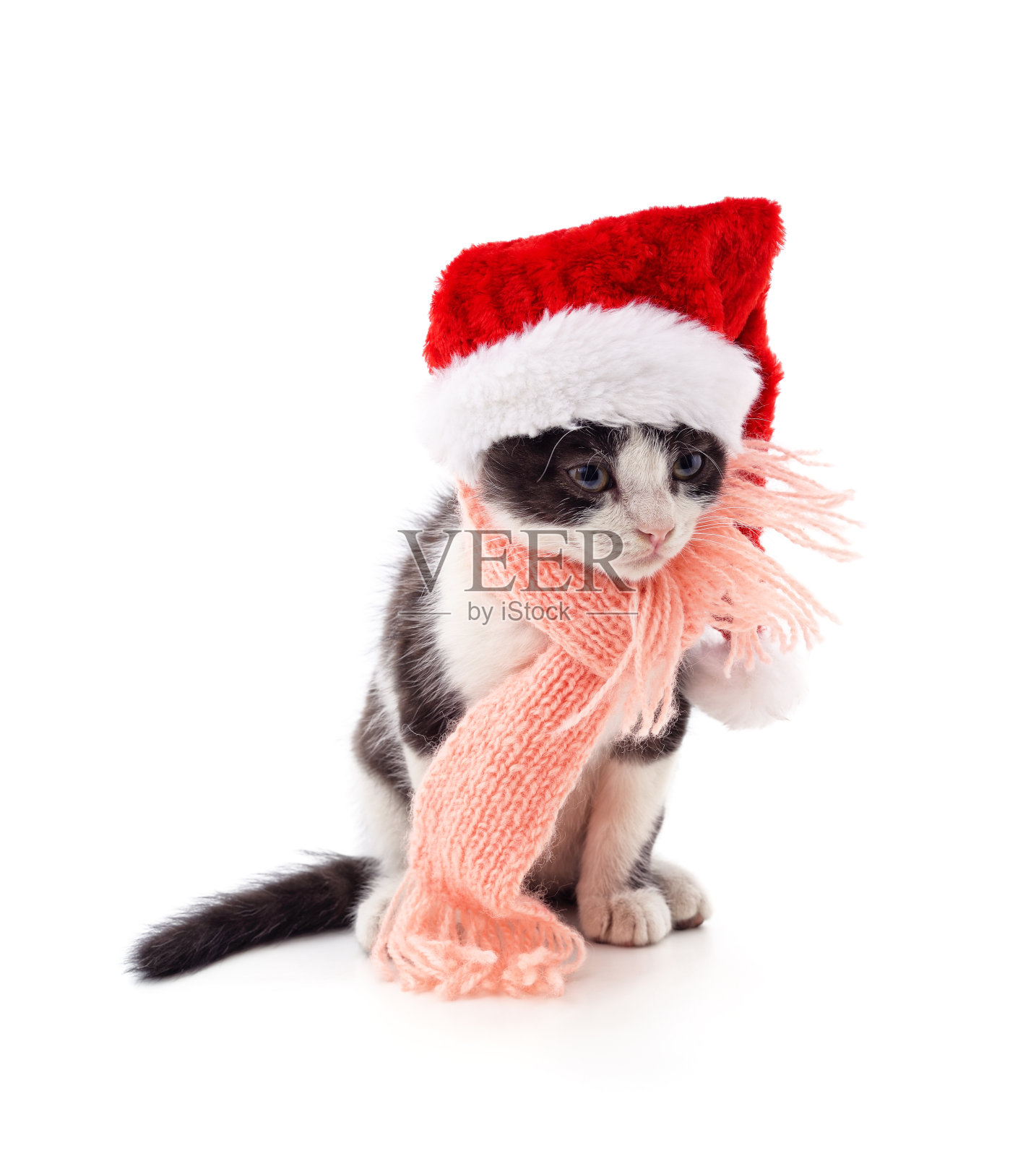 戴着粉色围巾和帽子的小猫。照片摄影图片