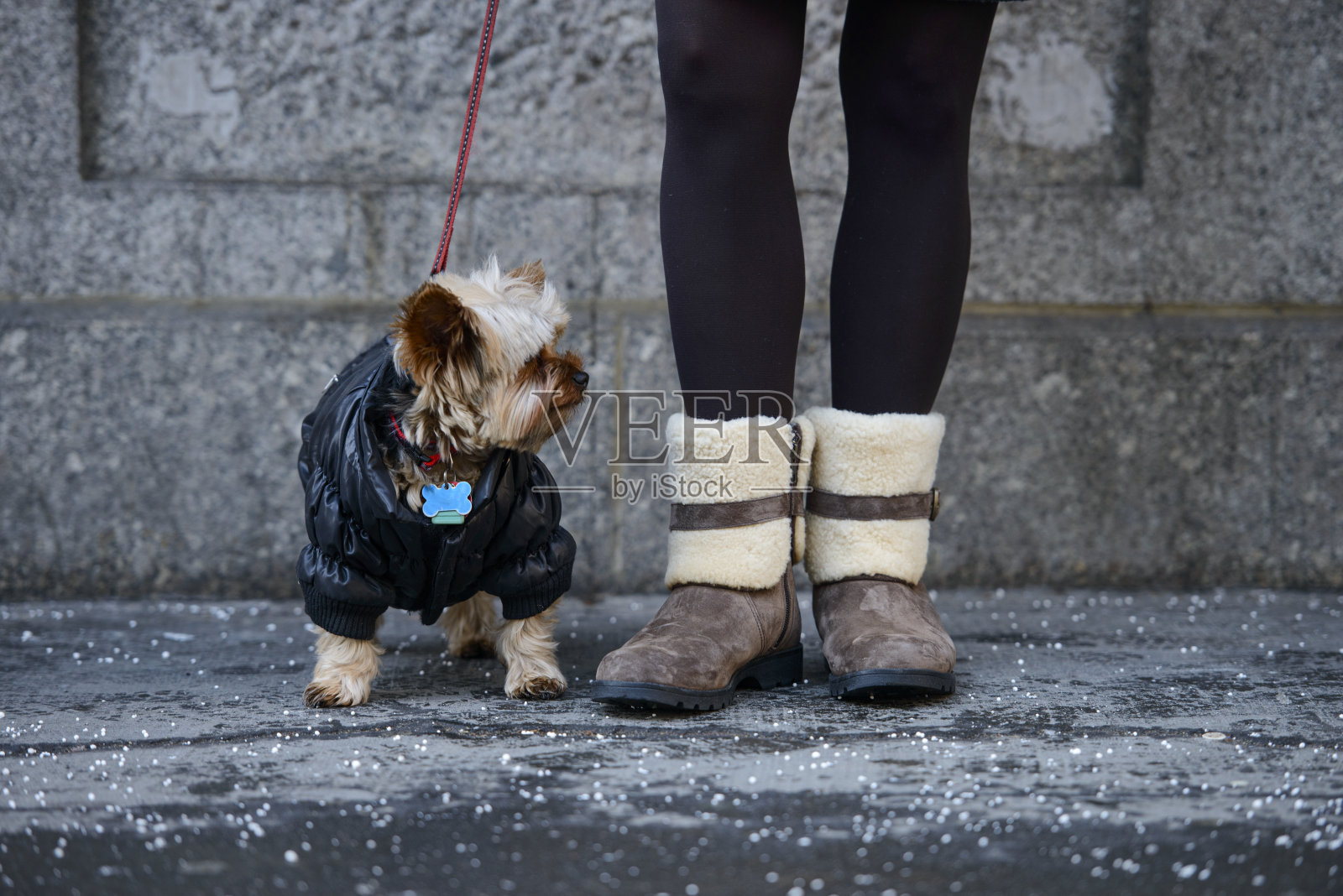 纽约大街上一只可爱的约克郡狗，长着女人的腿(低的部分)照片摄影图片