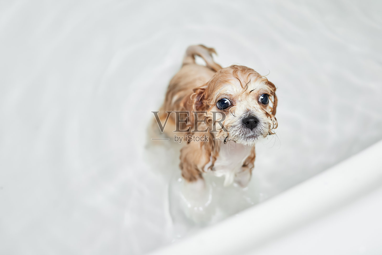 在浴室洗澡时把狗狗弄湿。特写,有选择性的重点照片摄影图片