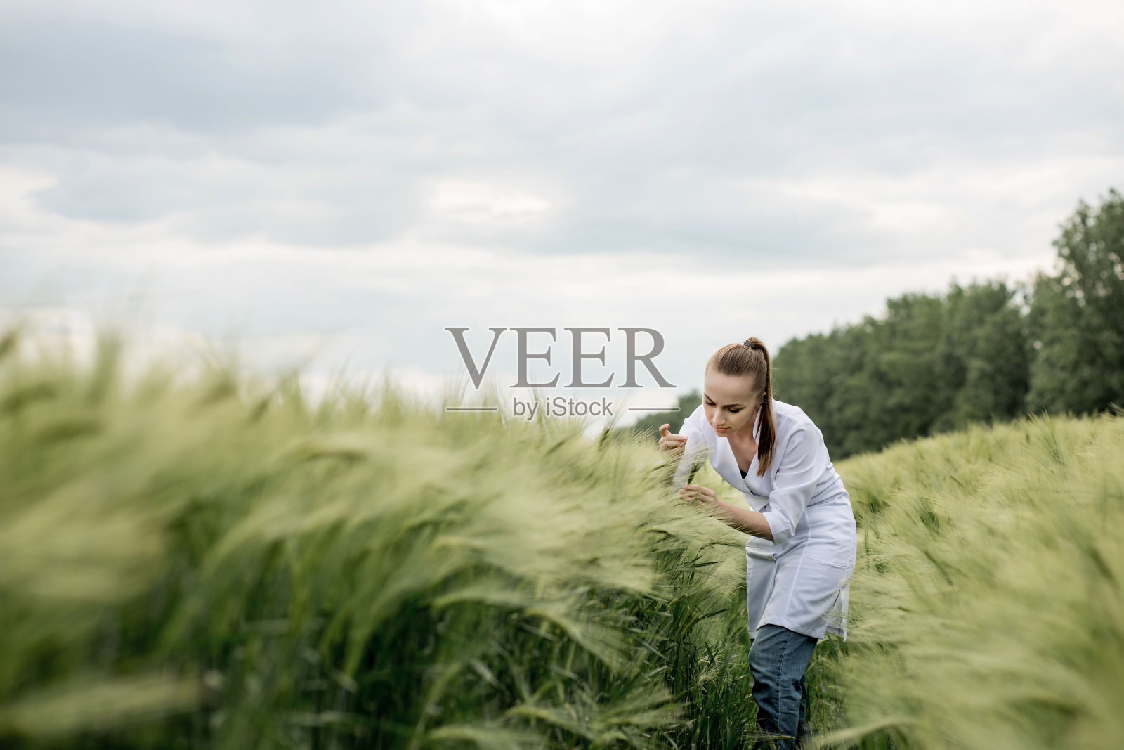 身着白大褂的年轻农学家蹲在青翠的麦田里，检查庄稼的品质照片摄影图片