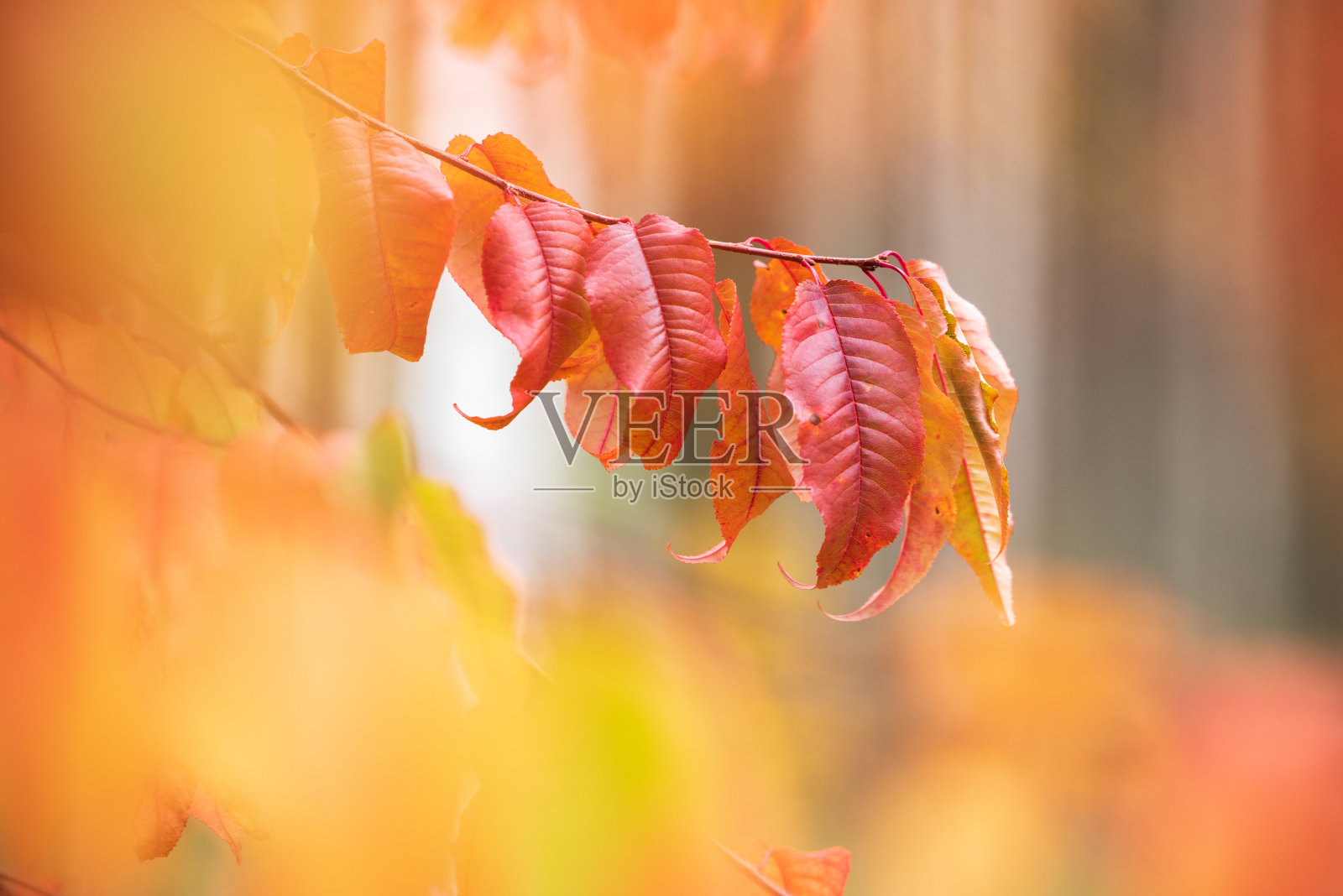 樱桃(Prunus pensylvanica)的树叶在秋天的颜色。照片摄影图片