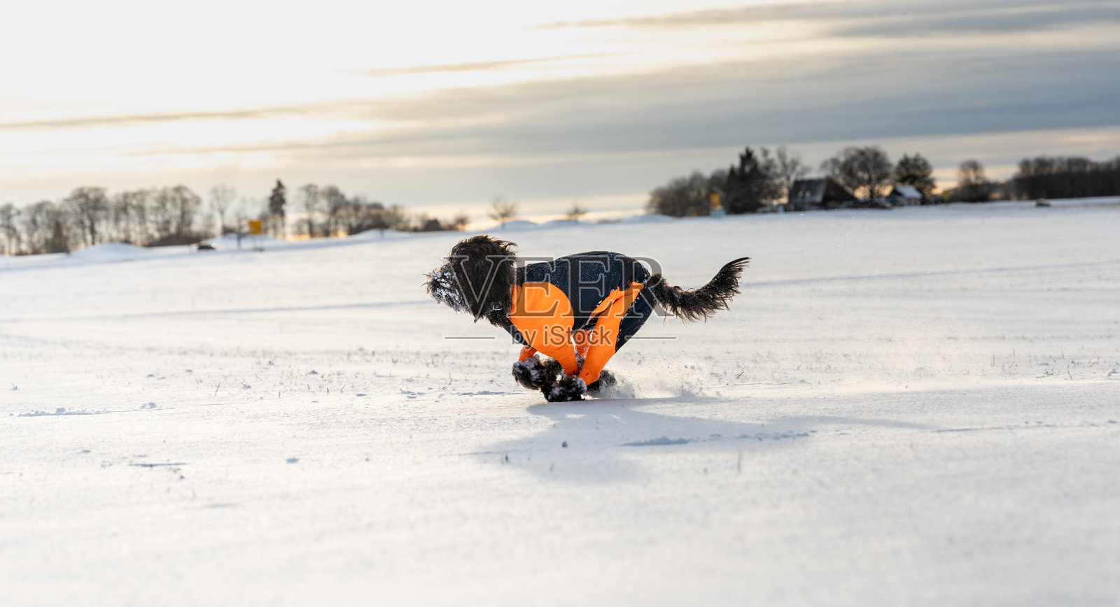 狗在洁白的雪中奔跑照片摄影图片
