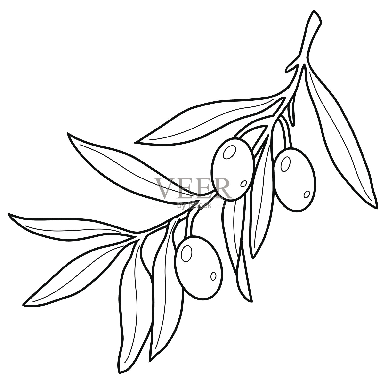 橄榄枝与浆果和叶子,单色植物插图插画图片素材