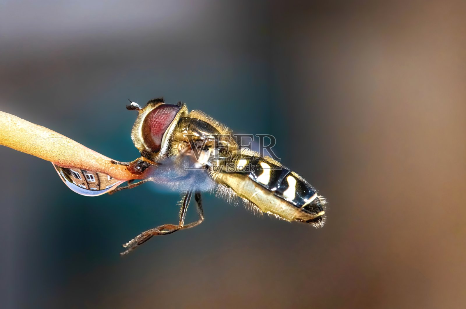 带状食蚜蝇照片摄影图片