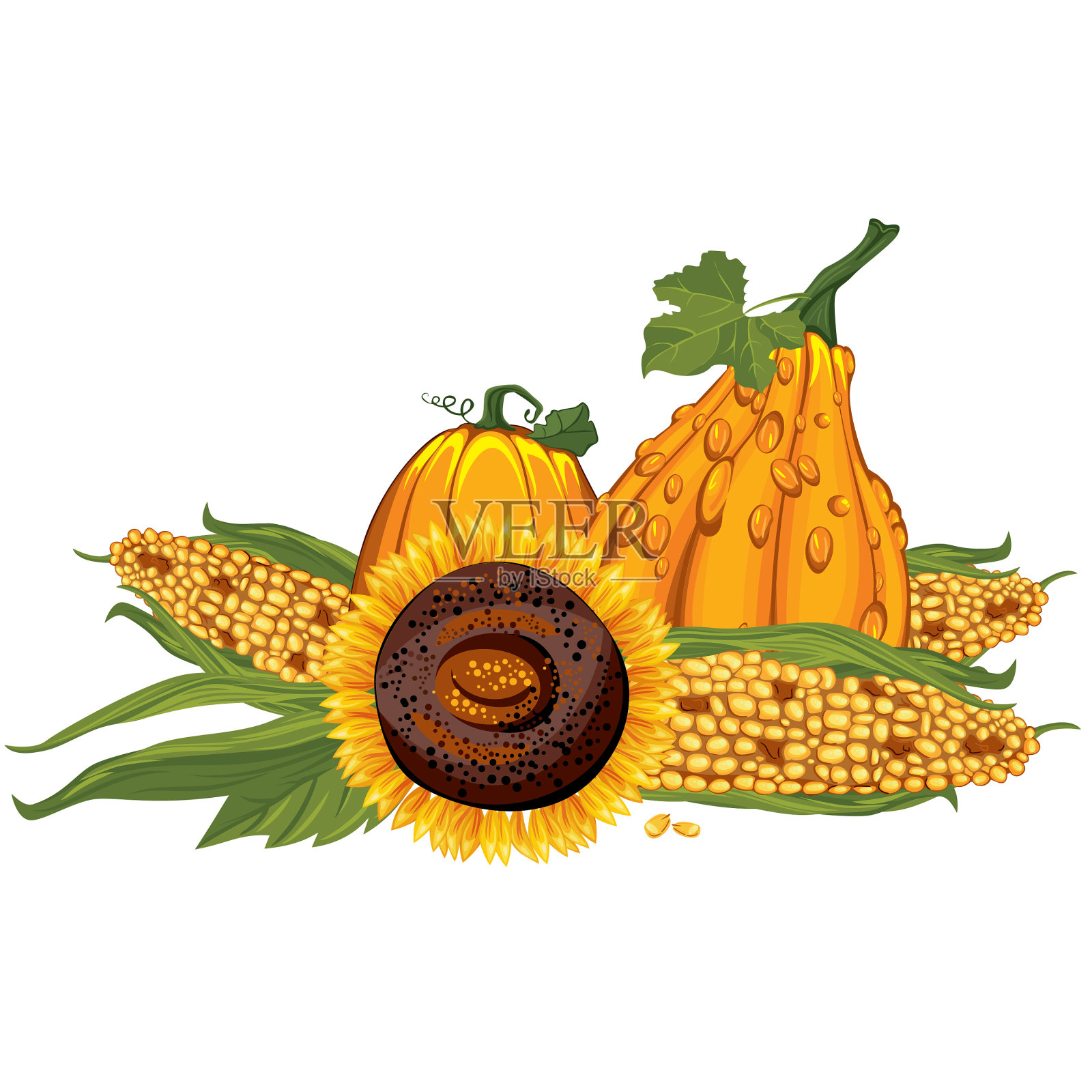 秋季蔬菜南瓜感恩节插画图片素材