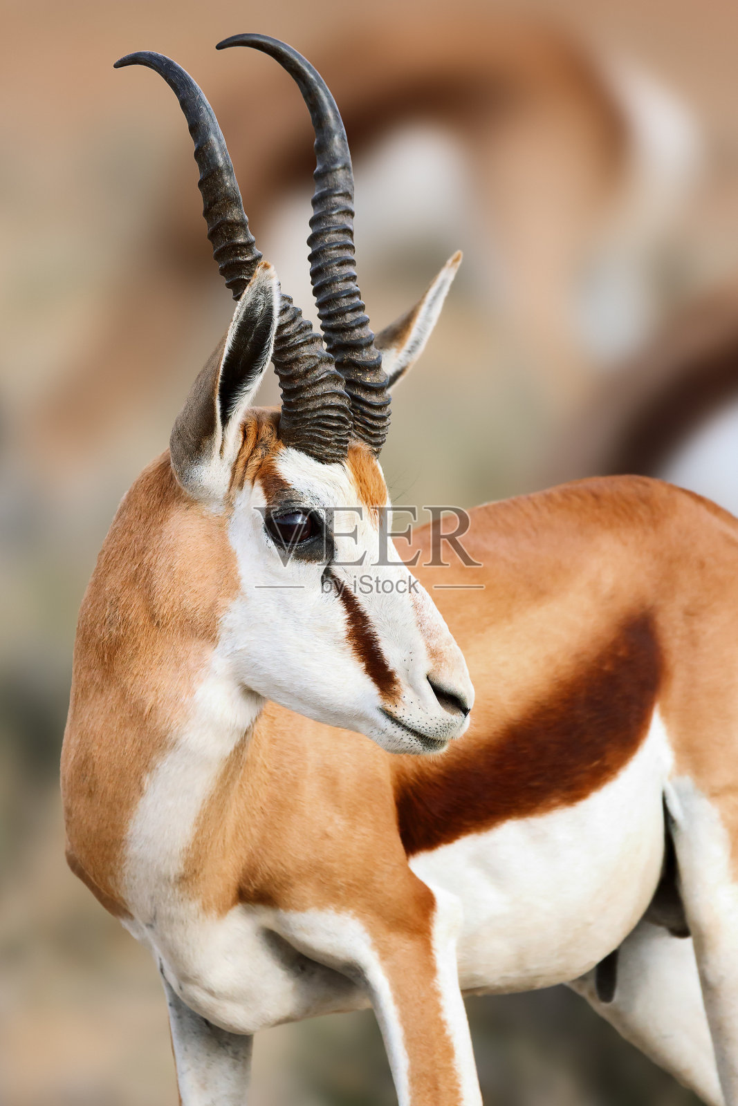 Springbuck/Springbok雄性面部肖像特写。Antidorcas marsupialis。南非卡拉哈迪。照片摄影图片