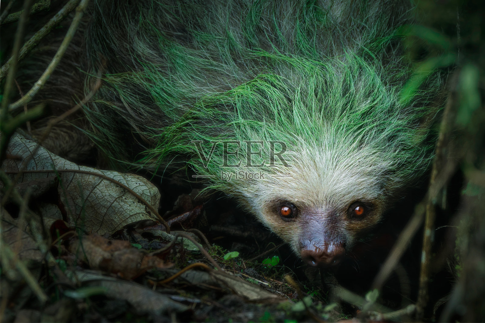 厄瓜多尔云雾林区两只爪树懒的特写。照片摄影图片