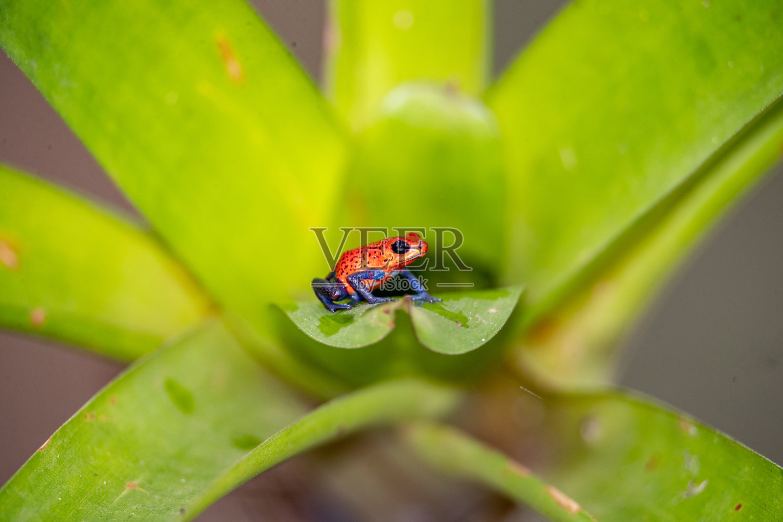 哥斯达黎加，草莓毒箭蛙栖息在一片植物叶子上照片摄影图片