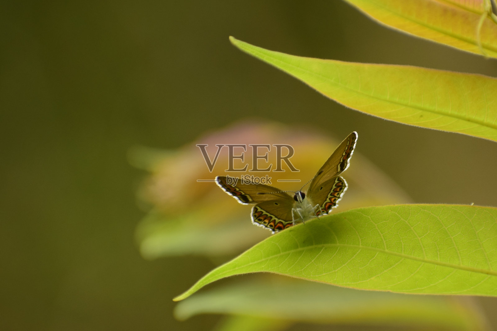 美丽的蝴蝶栖息在一片绿叶上照片摄影图片