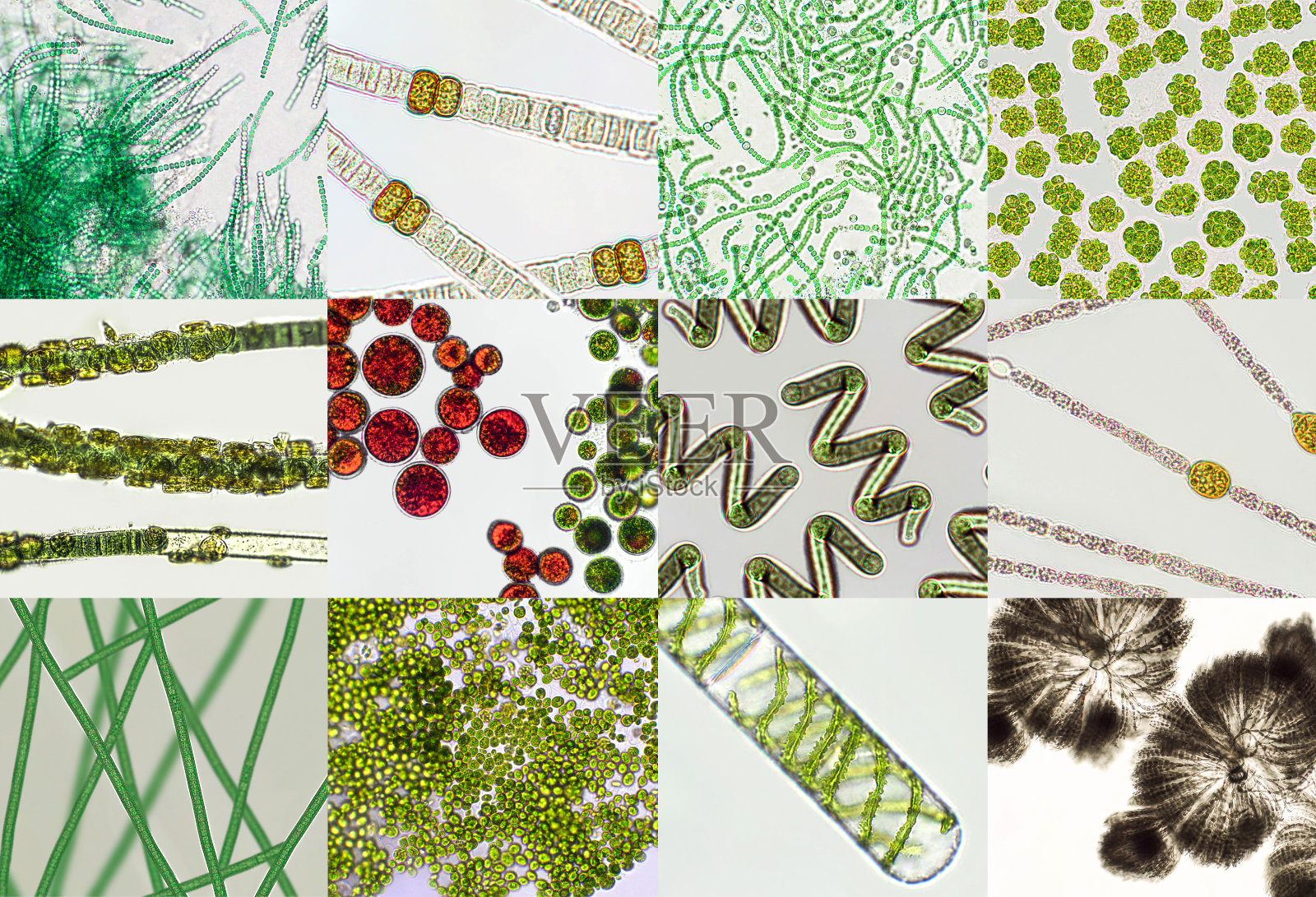 微藻显微镜下，绿藻，蓝藻，浮游植物，藻类混合背景照片摄影图片