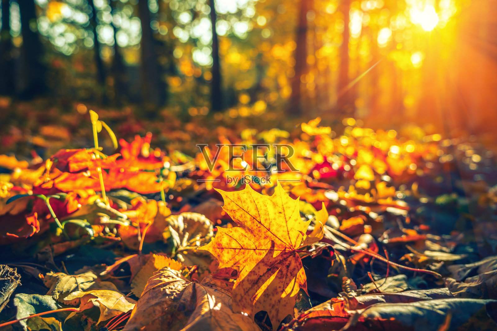 秋天公园里明亮的树叶照片摄影图片