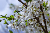 盛开的白李树。樱桃李的白花摄影图片