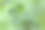 背景模糊的绿色四叶三叶草素材图片