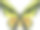 歌利亚鸟翼蝴蝶 - 奥尼托普泰拉 （拉特）素材图片