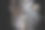 波切尔斑马的头像素材图片